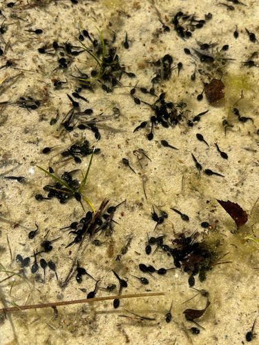 Natterjack Toad