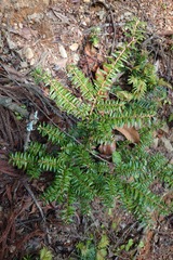 Tsuga sieboldii