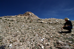 Townsendia condensata