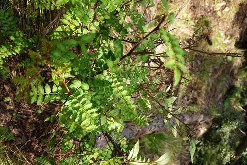Zanthoxylum piperitum