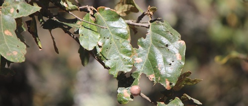 Quercus fulva