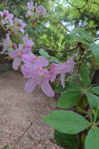 Rhododendron stenopetalum
