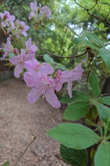 Rhododendron stenopetalum