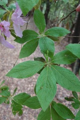 如此甚好, CC BY, iNaturalist via GBIF Rhododendron stenopetalum, photograph 如此甚好, CC BY, iNaturalist via GBIF