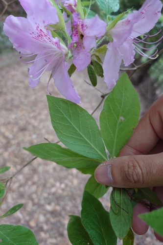 Rhododendron stenopetalum, photograph 2