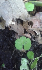 Hydrocotyle heteromeria