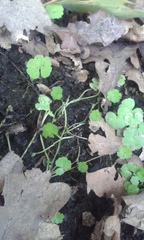Hydrocotyle heteromeria