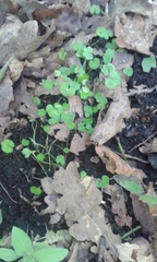 Hydrocotyle heteromeria