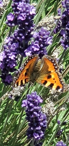 Small Tortoiseshell