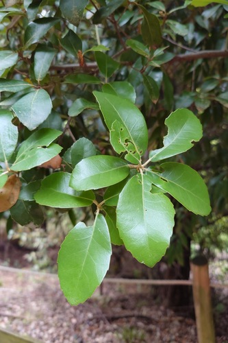 Quercus phillyreoides