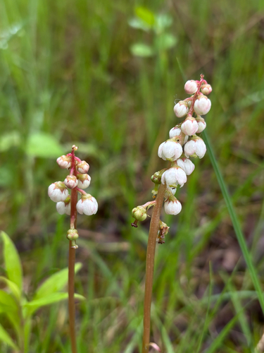lesser wintergreen