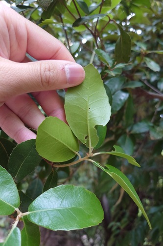 Quercus phillyreoides, photograph 2