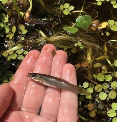 Fundulus seminolis
