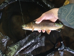 River Brown Trout