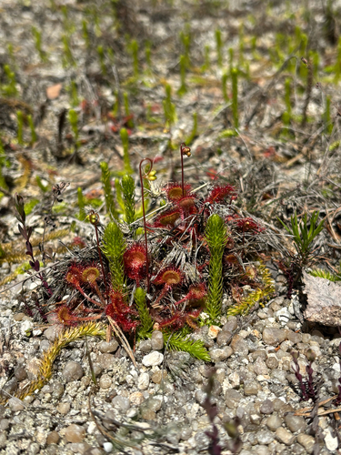round-leaved sundew