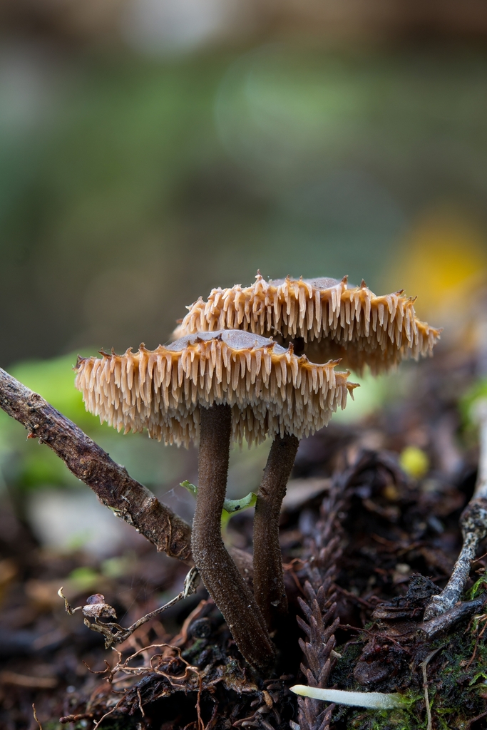 Auriscalpium umbella