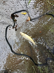 River Brown Trout