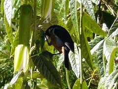 Diglossa brunneiventris