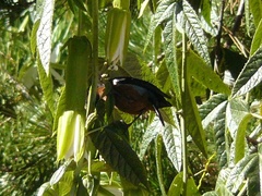 Diglossa brunneiventris