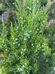 Juniperus