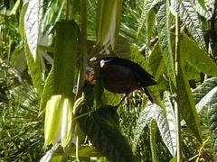 Diglossa brunneiventris