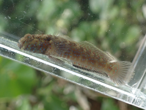 Insignia shrimpgoby (Cryptocentroides insignis) — Gobiidae — 3
