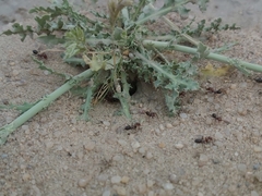 Cataglyphis adenensis