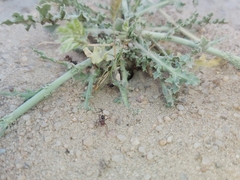 Cataglyphis adenensis