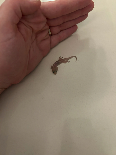 Gehyra mutilata