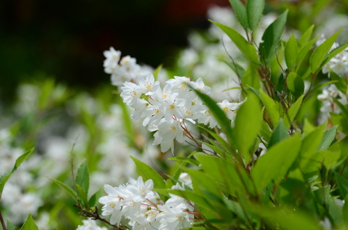 Another photo of Slender deutzia