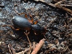 Cymindis