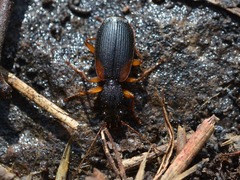Cymindis
