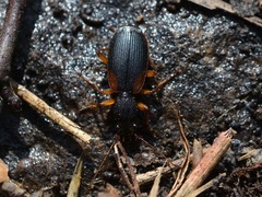 Cymindis