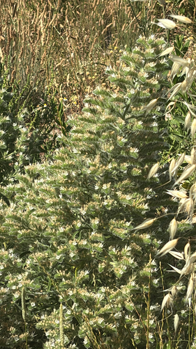 Pale Bugloss