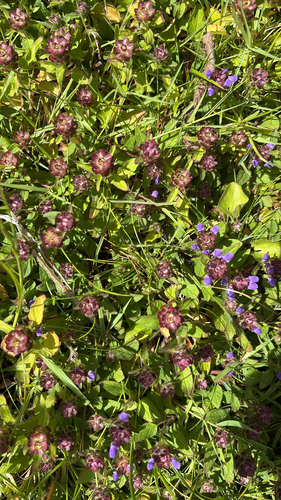 common selfheal