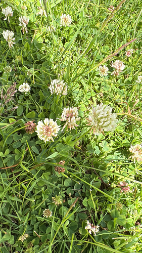 white clover