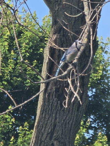 Blue Jay