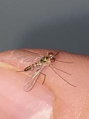 Amblypsilopus dorsalis