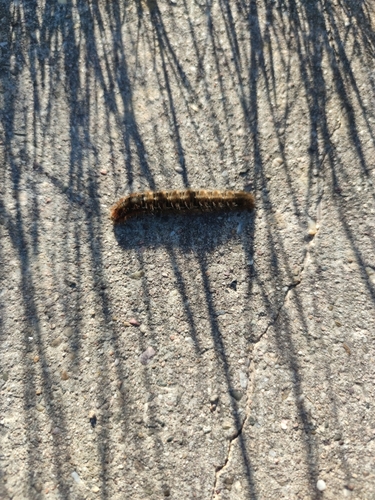 Oak Eggar