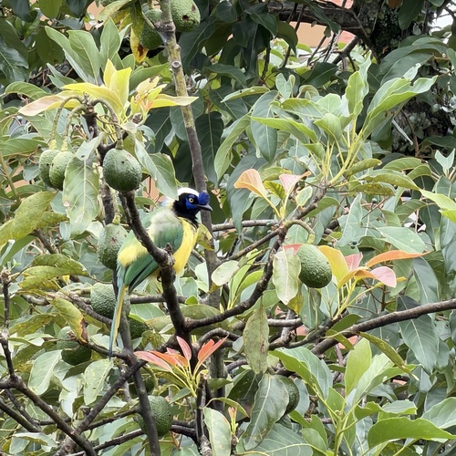 Green Jay