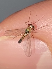 Amblypsilopus dorsalis