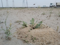 Cataglyphis adenensis