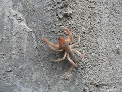 Gylippus