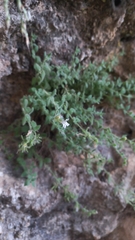 Chaenorhinum villosum, photograph (c) frangp, some rights reserved (CC BY)