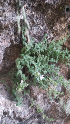 Chaenorhinum villosum, photograph 3