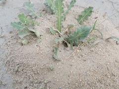 Cataglyphis adenensis