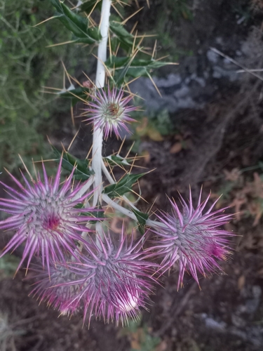Ptilostemon hispanicus, photograph 4