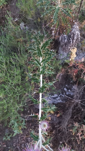 Ptilostemon hispanicus, photograph 5