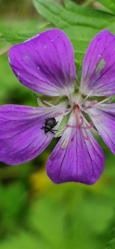 Zacladus geranii