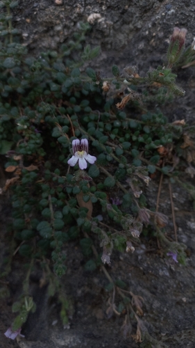 Chaenorhinum villosum